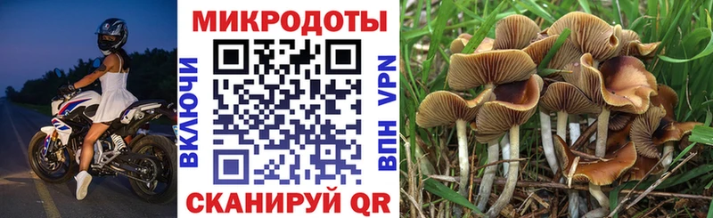 Купить где  Дрезна  Галлюциногенные грибы Psilocybe 